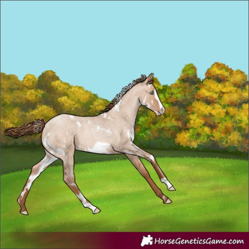 Horse Color:White Spotted Bay Roan Pearl Dun Frame
