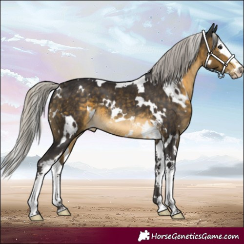 Horse Color:White Spotted Silver Buckskin Splash