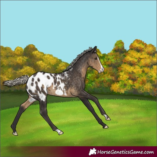 Horse Color:Silver Smoky Black Frame Appaloosa