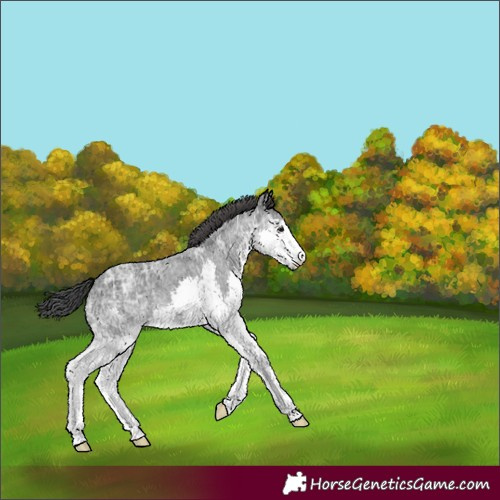 Horse Color:Blue Ice Roan Splash 