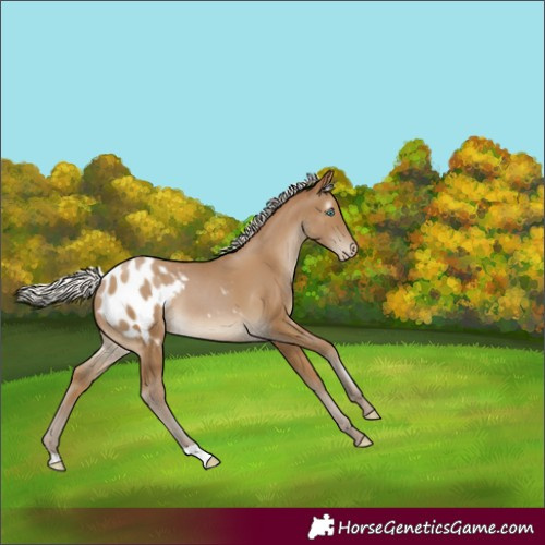 Horse Color:Gray Silver Smoky Black Pearl Appaloosa Rabicano 