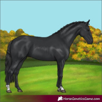 Horse Color:Black 