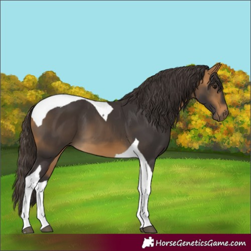 Horse Color:Buckskin Tobiano 