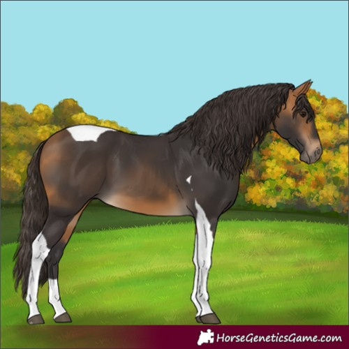 Horse Color:Buckskin Tobiano 