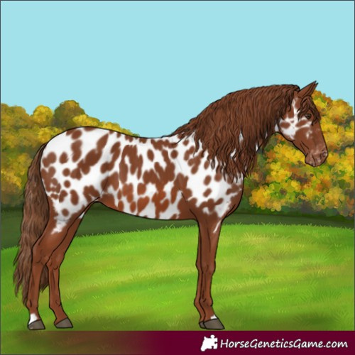 Horse Color:Chestnut Appaloosa 