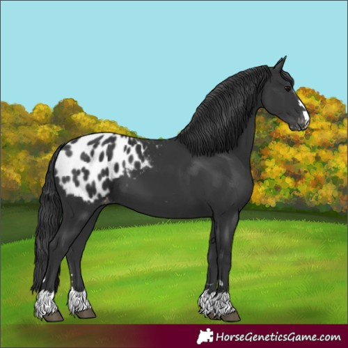 Horse Color:Black Blanket