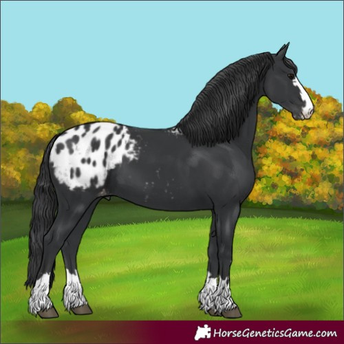 Horse Color:Black Appaloosa
