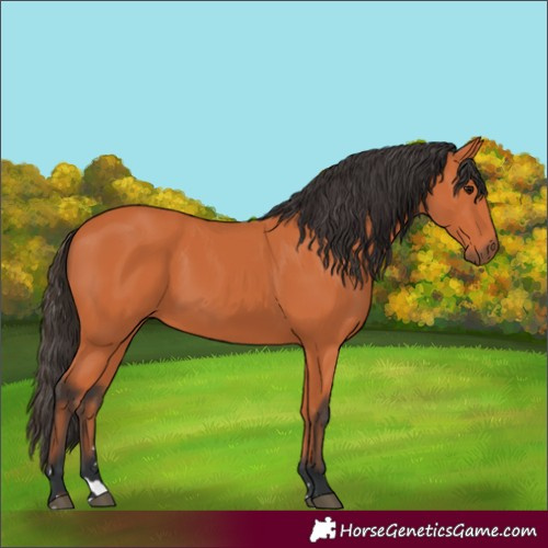 Horse Color:Bay 