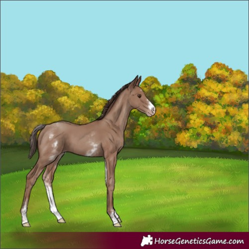 Horse Color:White Spotted Classic Champagne Sabino
