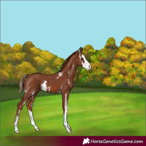 Horse Color:Chestnut Sabino Splash Varnish 