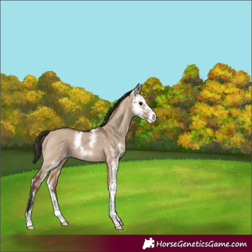 Horse Color:Bay Dun Sabino Rabicano