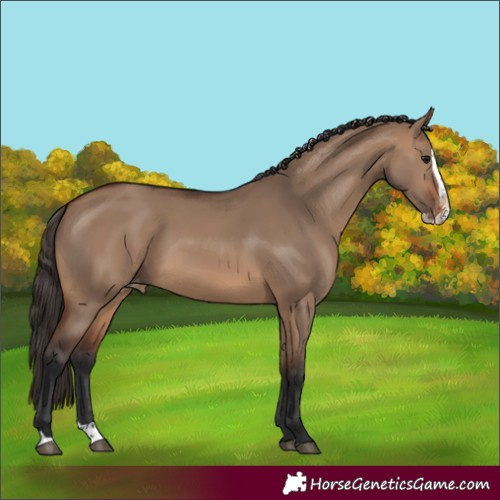 Horse Color:Brown Dun Splash Varnish Rabicano 