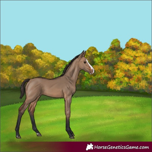 Horse Color:Brown Dun Splash Appaloosa Rabicano