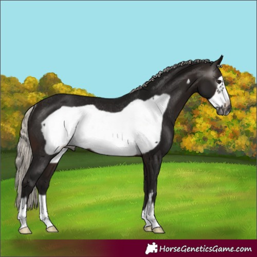 Horse Color:Gray Silver Brown Frame Rabicano 