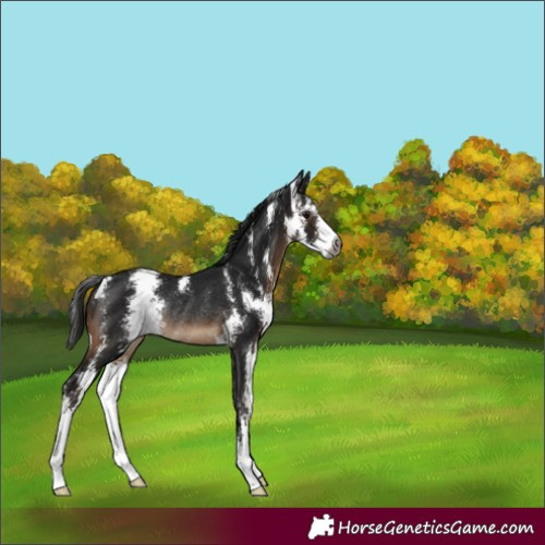 Horse Color:Gray Brown Sabino Rabicano 