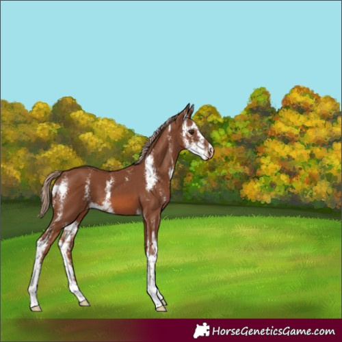 Horse Color:Chestnut Sabino Varnish 