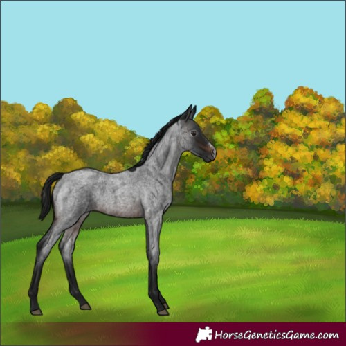 Horse Color:Gray Brown Roan Sabino 