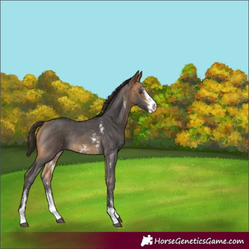 Horse Color:Buckskin Sabino Rabicano 