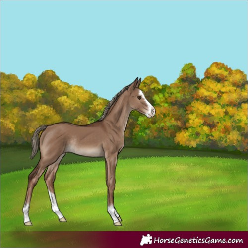 Horse Color:Liver Red Dun Splash Rabicano 