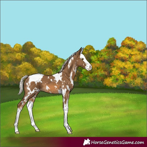 Horse Color:White Spotted Chocolate Palomino Splash 