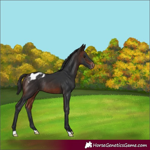 Horse Color:Brown Appaloosa Rabicano 