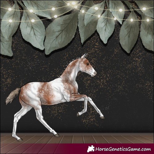 Horse Color:White Spotted Chestnut