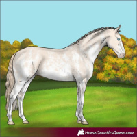 Horse Color:Perlino Sabino  and Perlino Sabino Rabicano 