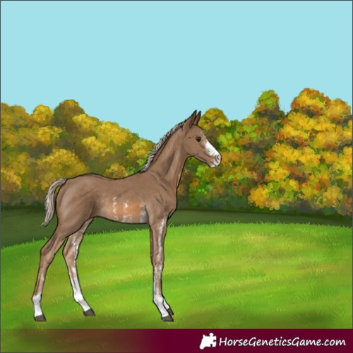 Horse Color:Chocolate Palomino Sabino Rabicano 