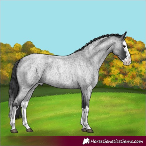 Horse Color:Blue Roan Splash 