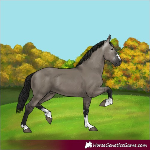 Horse Color:Gray Grullo 