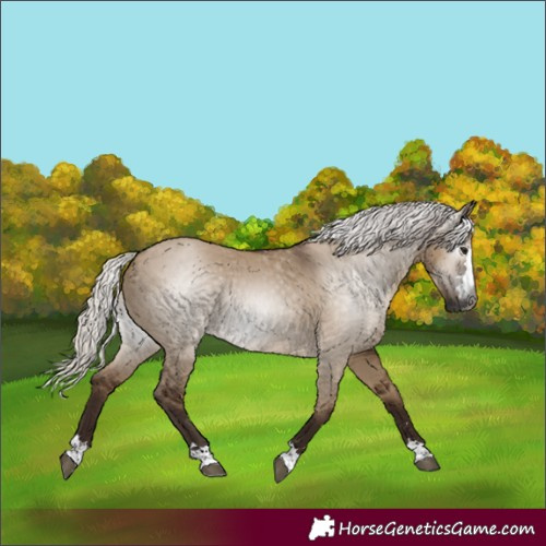 Horse Color:Gray Silver Grullo 