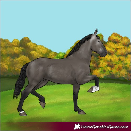 Horse Color:Gray Grullo