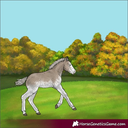Horse Color:White Spotted Silver Smoky Grullo Rabicano 