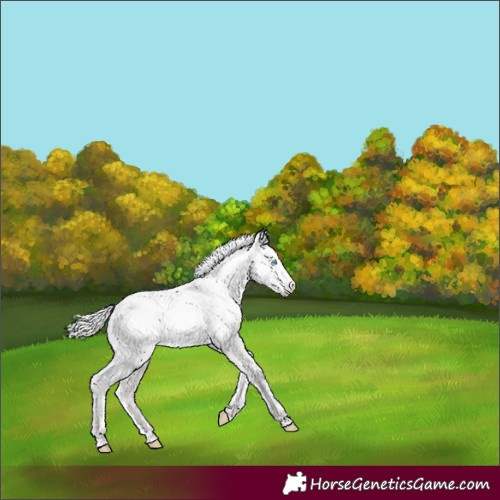 Horse Color:White Spotted Silver Perlino Dun Rabicano