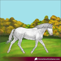 Horse Color:White Spotted Silver Perlino Dun Rabicano 