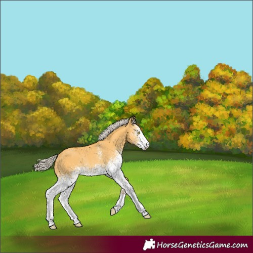 Horse Color:White Spotted Silver Buckskin Dun Rabicano