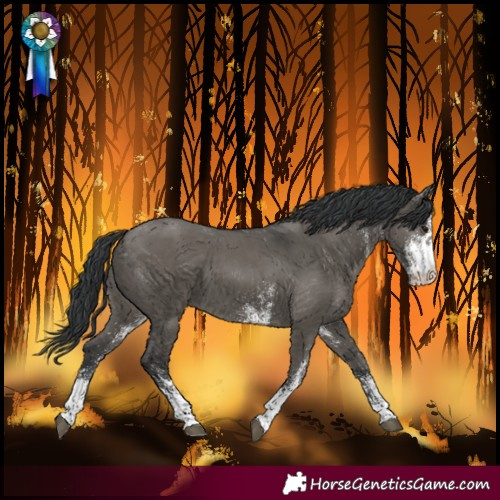 Horse Color:White Spotted Grullo 