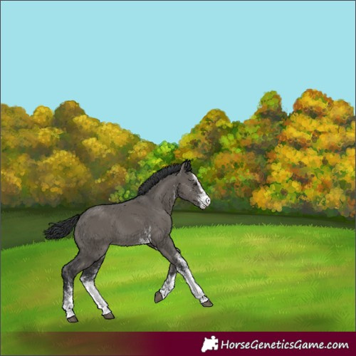Horse Color:White Spotted Grullo