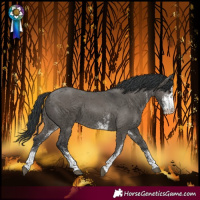 Horse Color:White Spotted Grullo