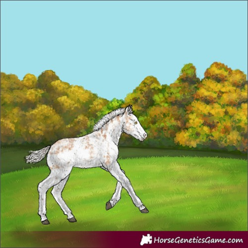 Horse Color:White Spotted Silver Bay Dun Sabino