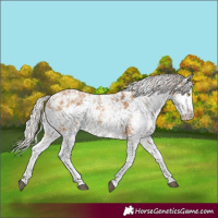 Horse Color:White Spotted Silver Bay Dun Sabino 