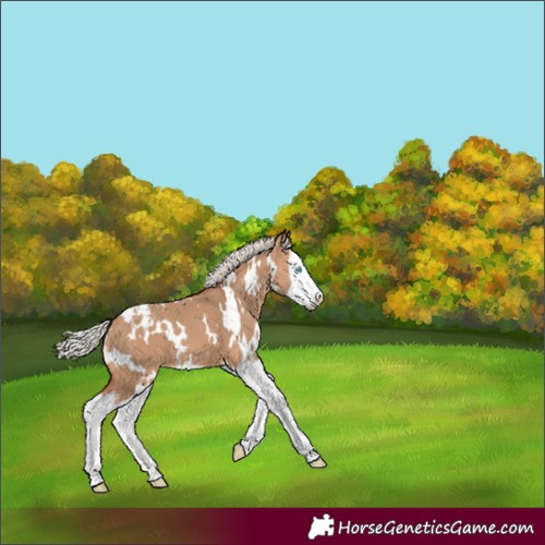Horse Color:White Spotted Silver Bay Dun Splash Appaloosa 