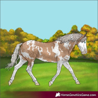 Horse Color:White Spotted Silver Bay Dun Splash Blanket 