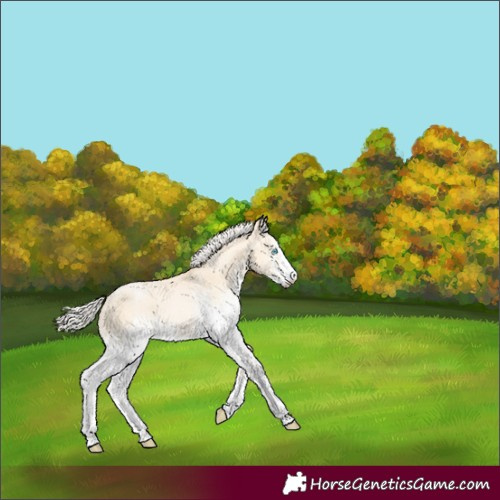 Horse Color:White Spotted Silver Buckskin Pearl Dun Rabicano