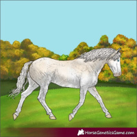 Horse Color:White Spotted Silver Buckskin Pearl Dun Rabicano 