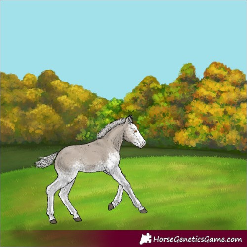 Horse Color:White Spotted Silver Smoky Grullo Rabicano 