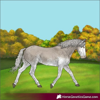 Horse Color:White Spotted Silver Smoky Grullo Rabicano
