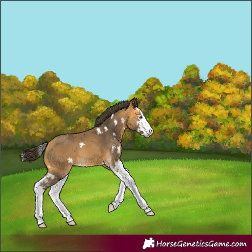 Horse Color:Buckskin Sabino Splash 