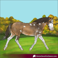 Horse Color:Buckskin Sabino Splash 