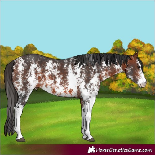 Horse Color:Bay Sabino